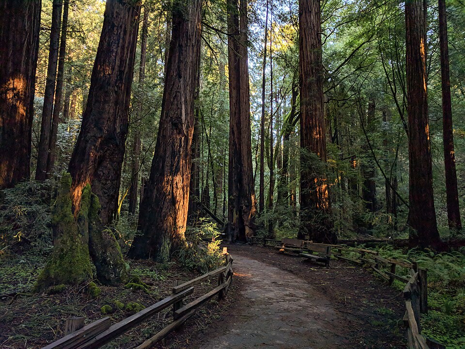 Muir Woods National Monument (47879029461)